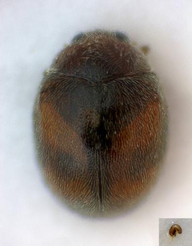 Scymnus subvillosus